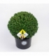 Ilex