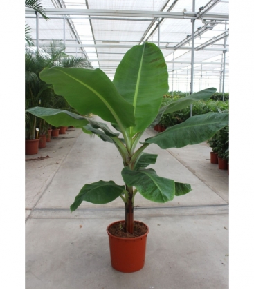 Musa
