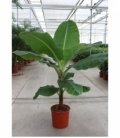 Musa