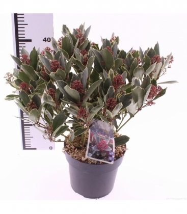 Skimmia