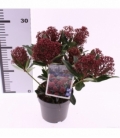 Skimmia
