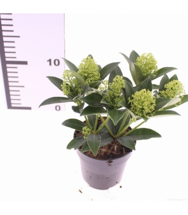 Skimmia