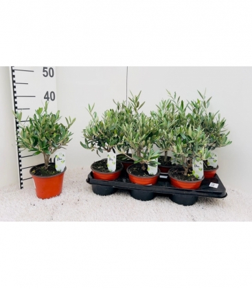 Olea