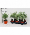 Olea