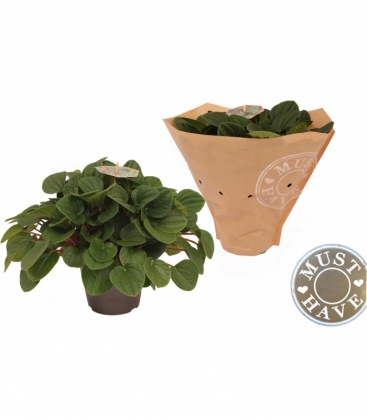 Peperomia