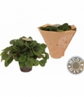 Peperomia