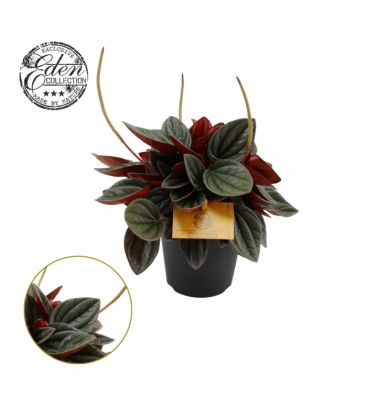 Peperomia