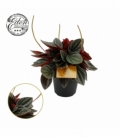 Peperomia