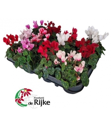Cyclamen