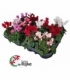 Cyclamen