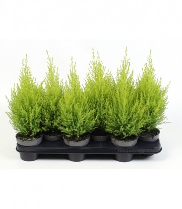 Cupressus