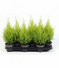 Cupressus