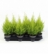 Cupressus