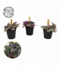 Tradescantia