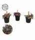 Tradescantia