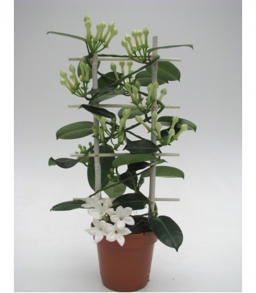 Stephanotis