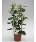 Stephanotis