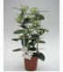 Stephanotis