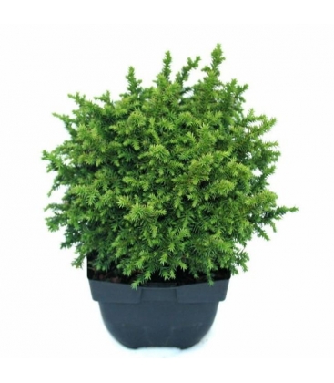 Cryptomeria