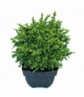 Cryptomeria