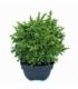 Cryptomeria