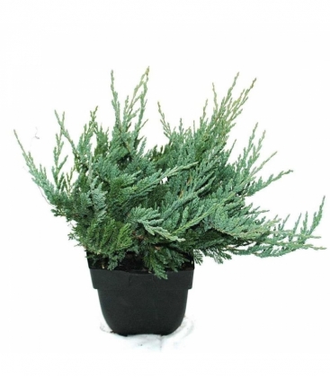 Juniperus