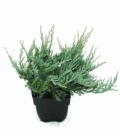 Juniperus
