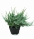 Juniperus
