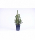 Picea
