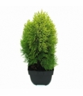 Platycladus