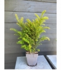 Taxus