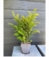 Taxus