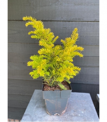 Taxus