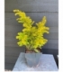 Taxus