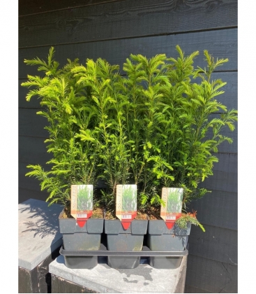 Taxus