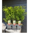 Taxus