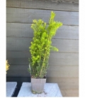 Taxus