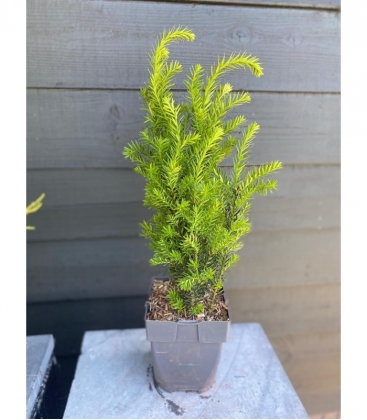Taxus
