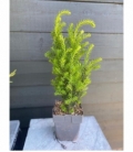 Taxus