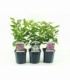 Syringa
