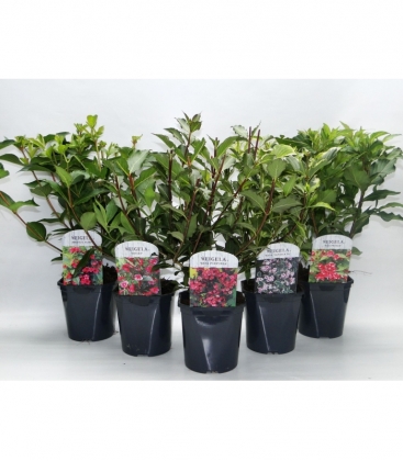Weigela