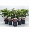 Weigela