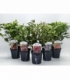 Weigela