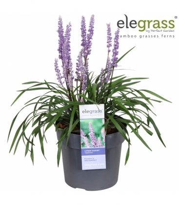 Liriope