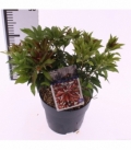 Pieris