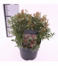 Pieris