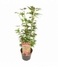 Acer