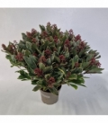 Skimmia
