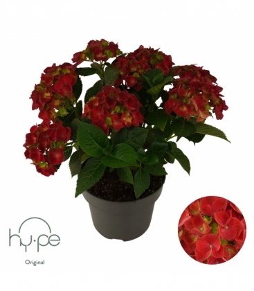 Hydrangea