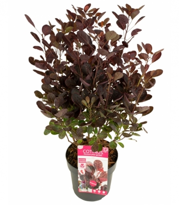 Cotinus